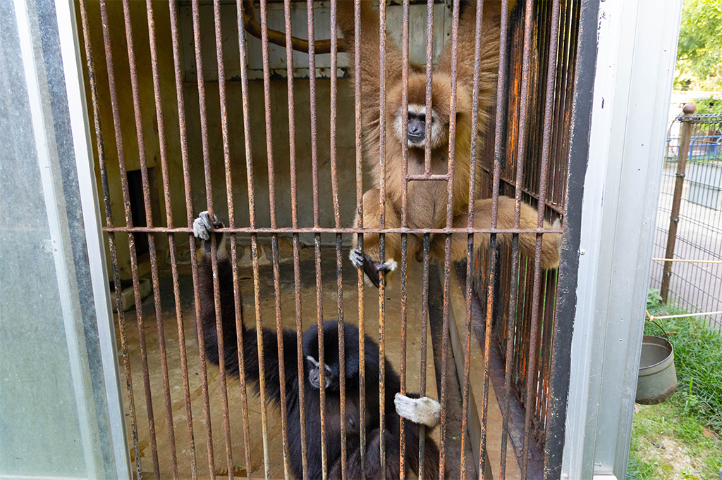 シロテテナガザル/福知山市動物園(京都府)