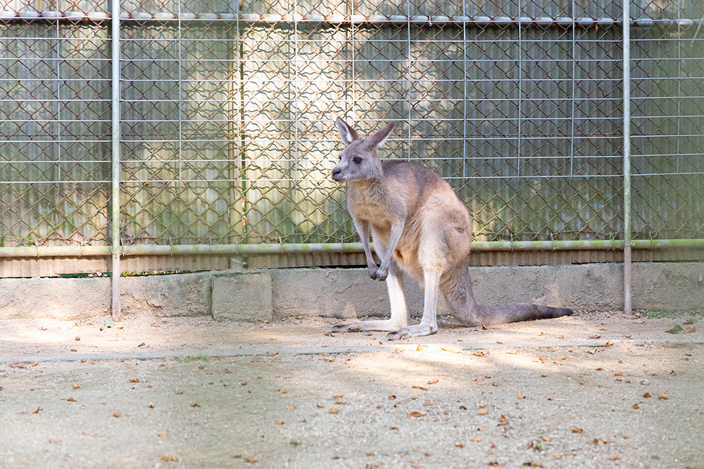 オオカンガルー/福知山市動物園(京都府)