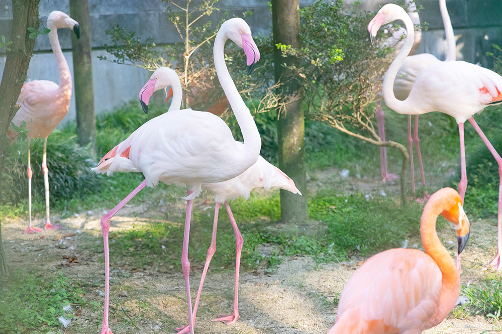 フラミンゴ/福知山市動物園(京都府)