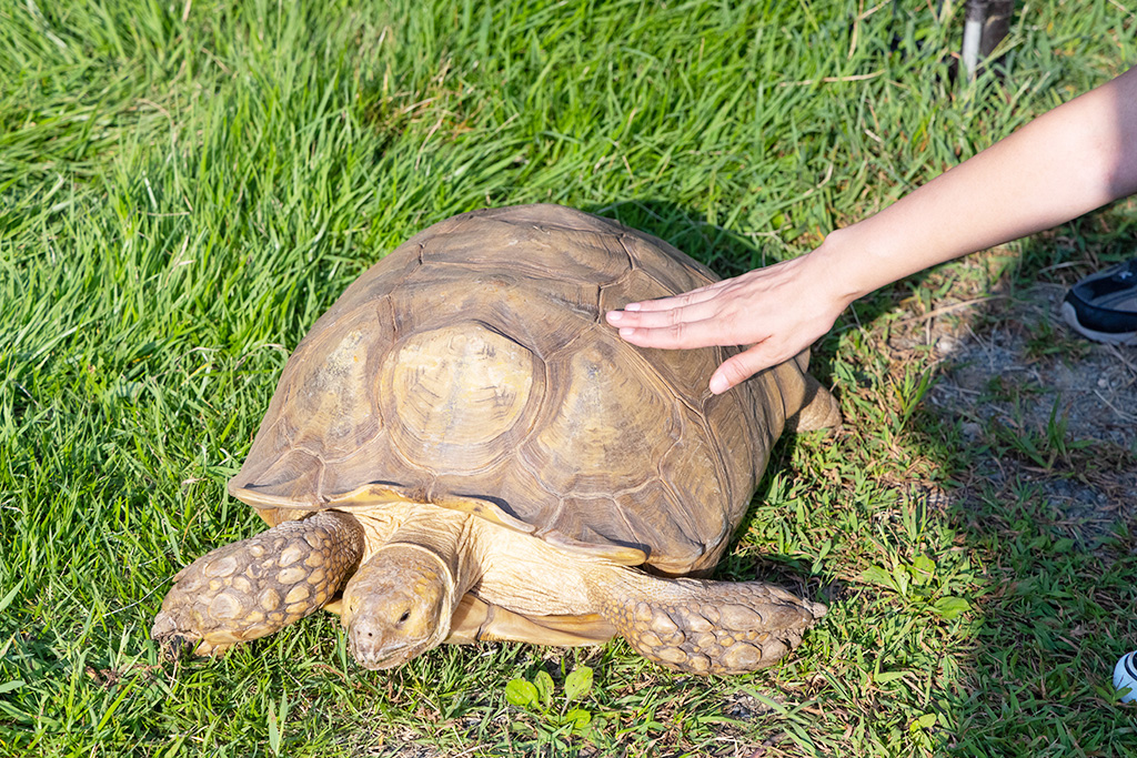 ケヅメリクガメ/福知山市動物園(京都府)