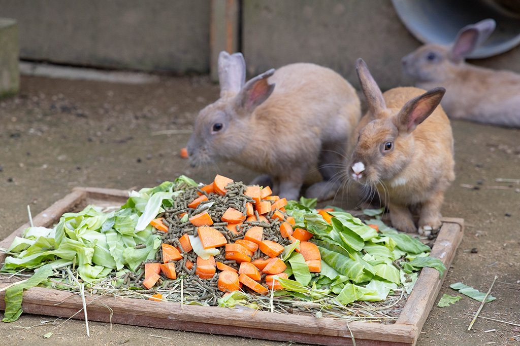 ウサギ/福知山市動物園(京都府)
