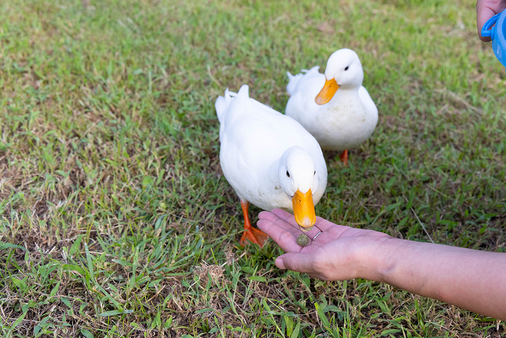 コールダック/福知山市動物園(京都府)