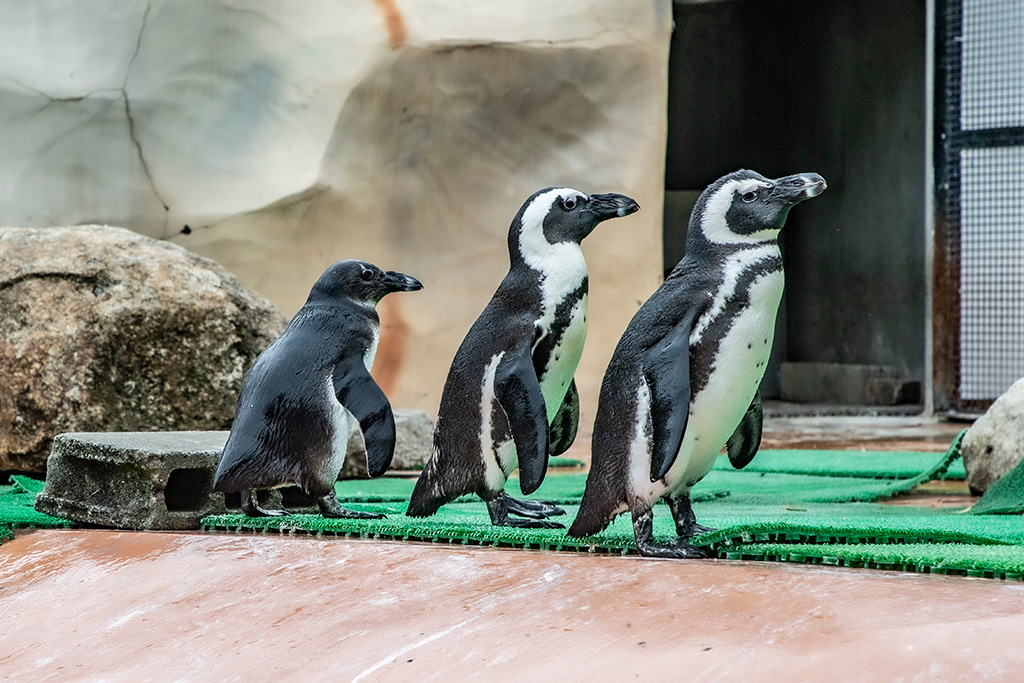 「水辺のどうぶつ広場」のペンギン/神崎農村公園 ヨーデルの森(兵庫県/神河町)