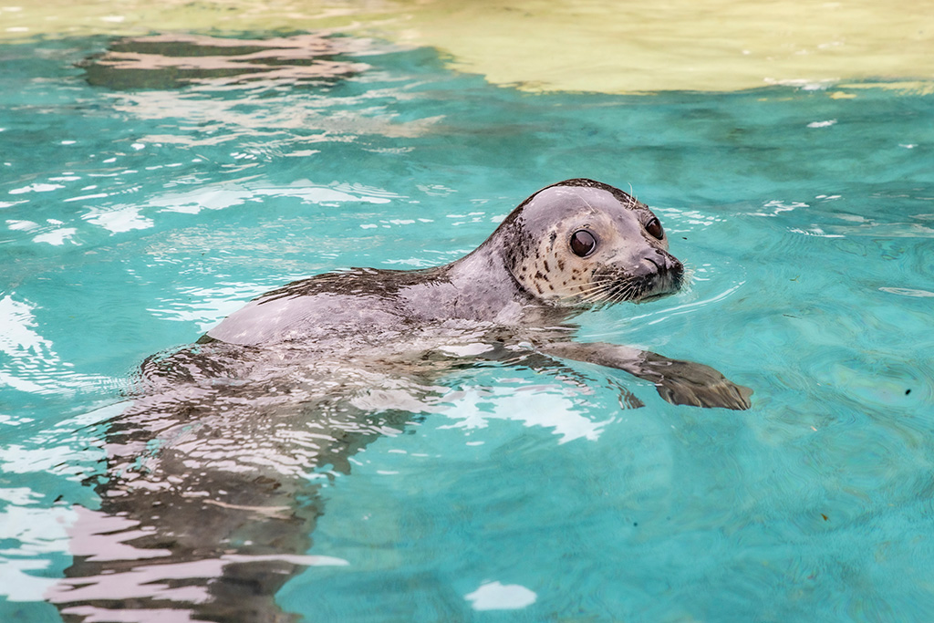 「水辺のどうぶつ広場」のゴマフアザラシ/神崎農村公園 ヨーデルの森(兵庫県/神河町)