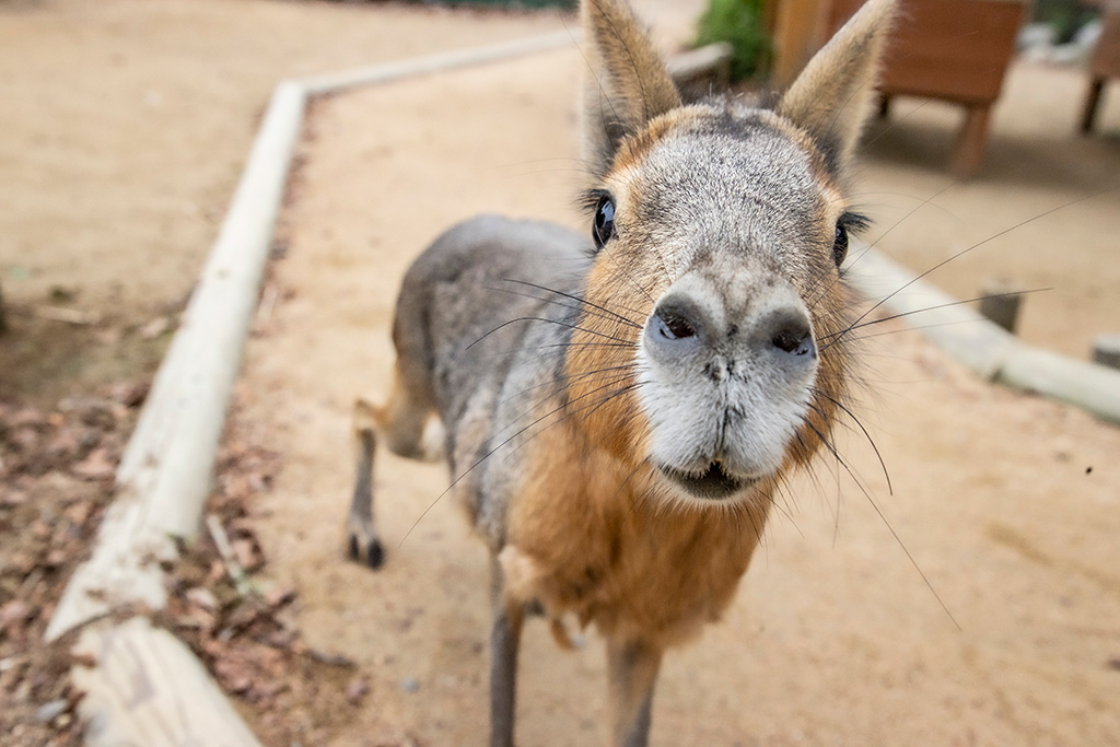 「小動物ふれあい広場」のマーラ/神崎農村公園 ヨーデルの森(兵庫県/神河町)