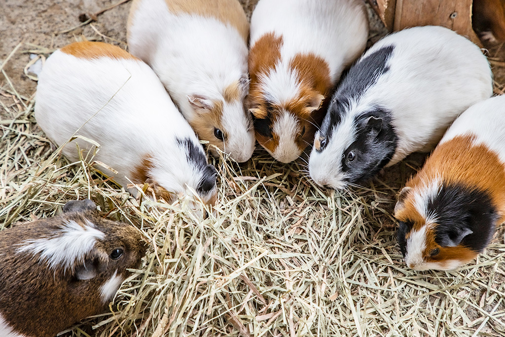 「小動物ふれあい広場」のモルモット/神崎農村公園 ヨーデルの森(兵庫県/神河町)