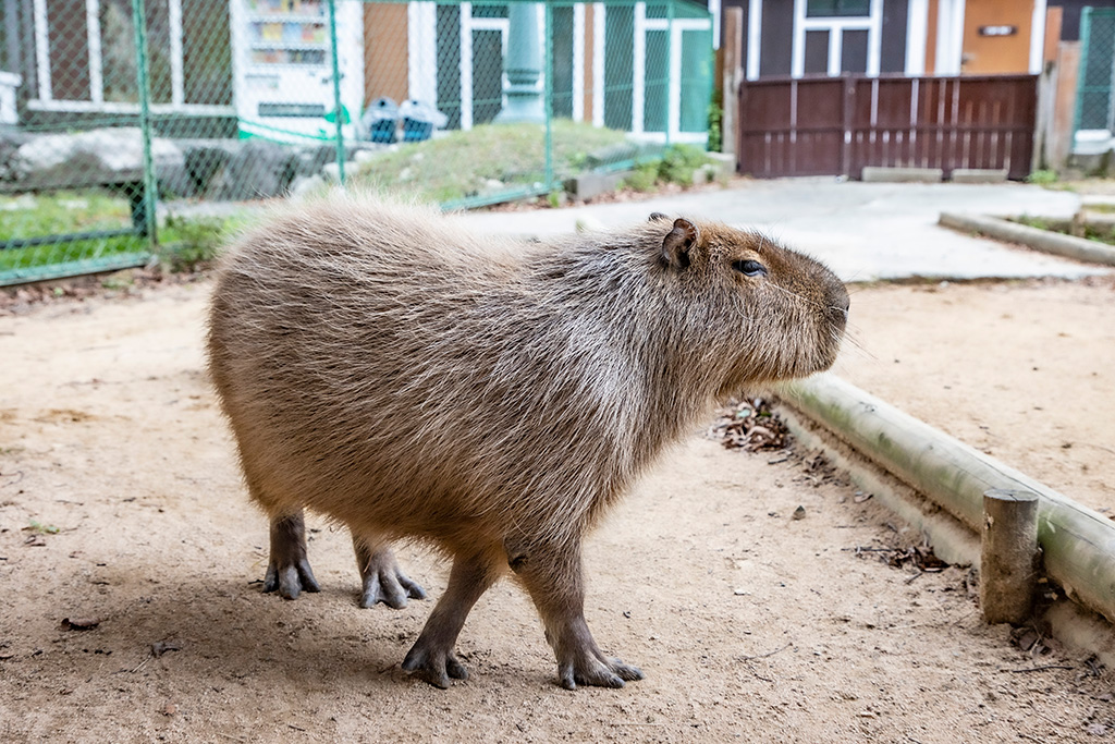 「小動物ふれあい広場」のカピバラ/神崎農村公園 ヨーデルの森(兵庫県/神河町)