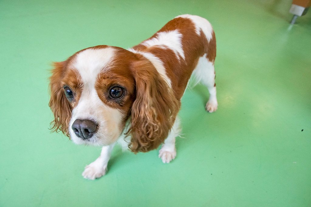 「わんわんふれあい広場」のキャバリア・キング・チャールズ・スパニエル/神崎農村公園 ヨーデルの森(兵庫県/神河町)
