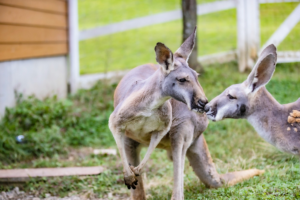 「カンガルー広場」のカンガルー/神崎農村公園 ヨーデルの森(兵庫県/神河町)