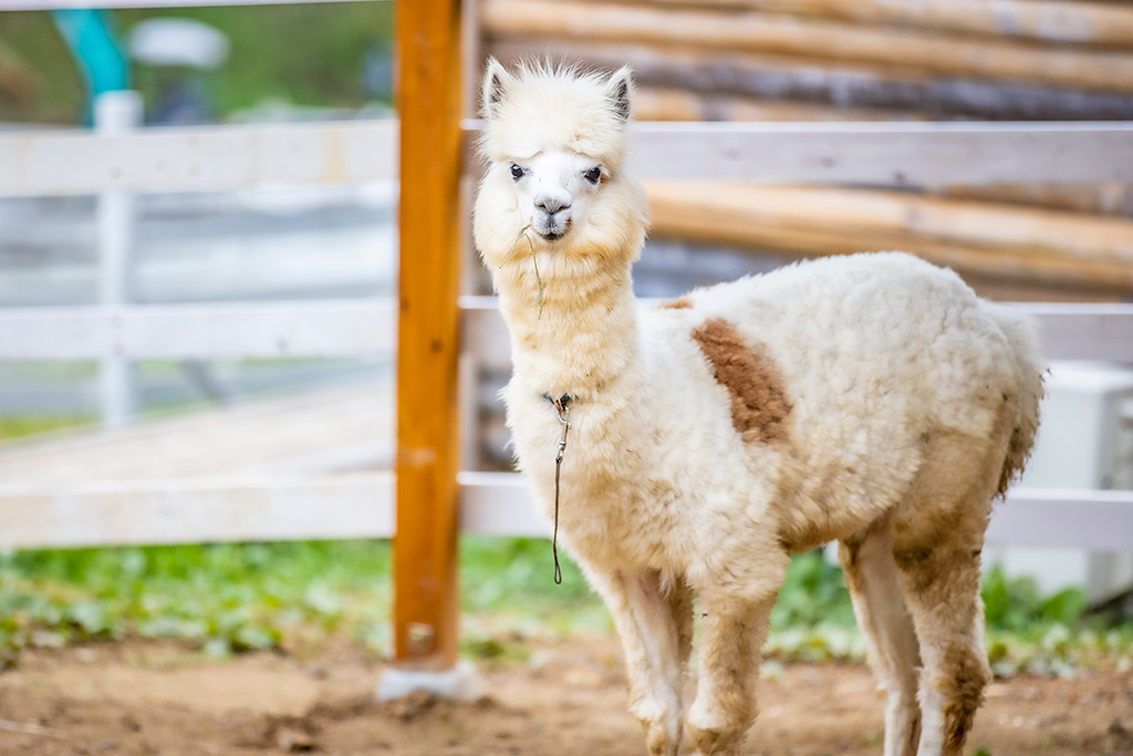 「アルパカ広場」のアルパカ/神崎農村公園 ヨーデルの森(兵庫県/神河町)