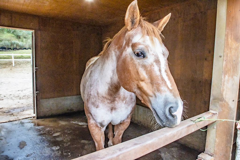 乗馬体験/神崎農村公園 ヨーデルの森(兵庫県/神河町)