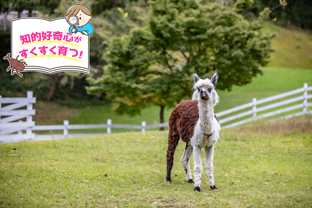 神崎農村公園 ヨーデルの森（兵庫県/神河町）