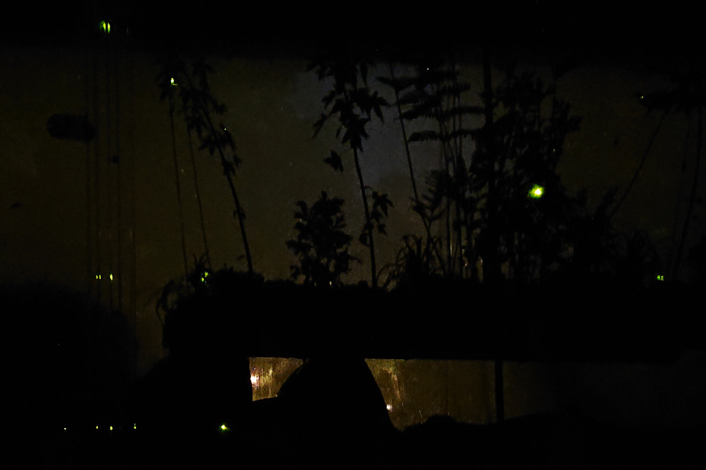 夜のほたるの洞窟ビオトープ／ホテル椿山荘東京