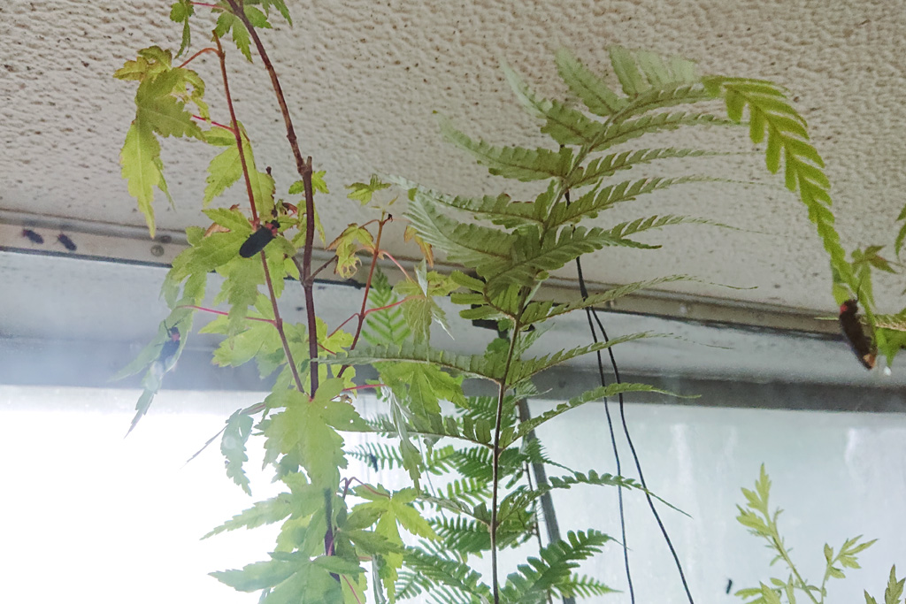 ほたるの洞窟ビオトープ／ホテル椿山荘東京