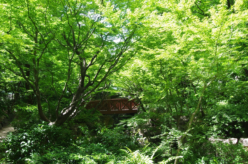 「新梅田シティ・中自然の森」ゲンジボタルの放流（大阪府/大阪市）