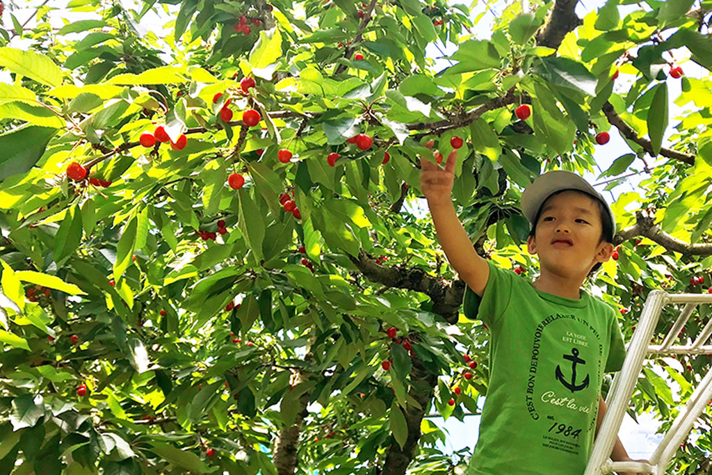 さくらんぼがり