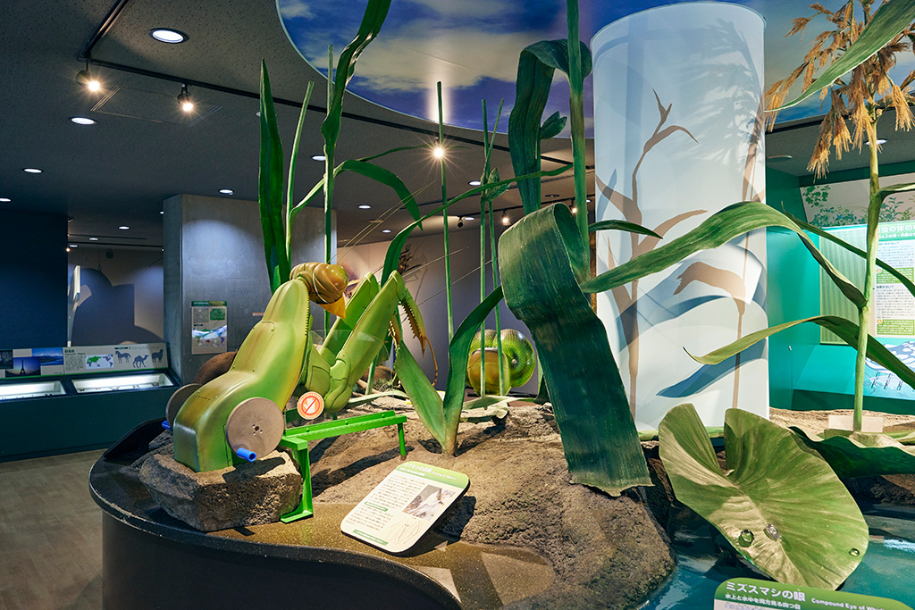 標本展示室2/橿原市昆虫館（奈良県/橿原市）