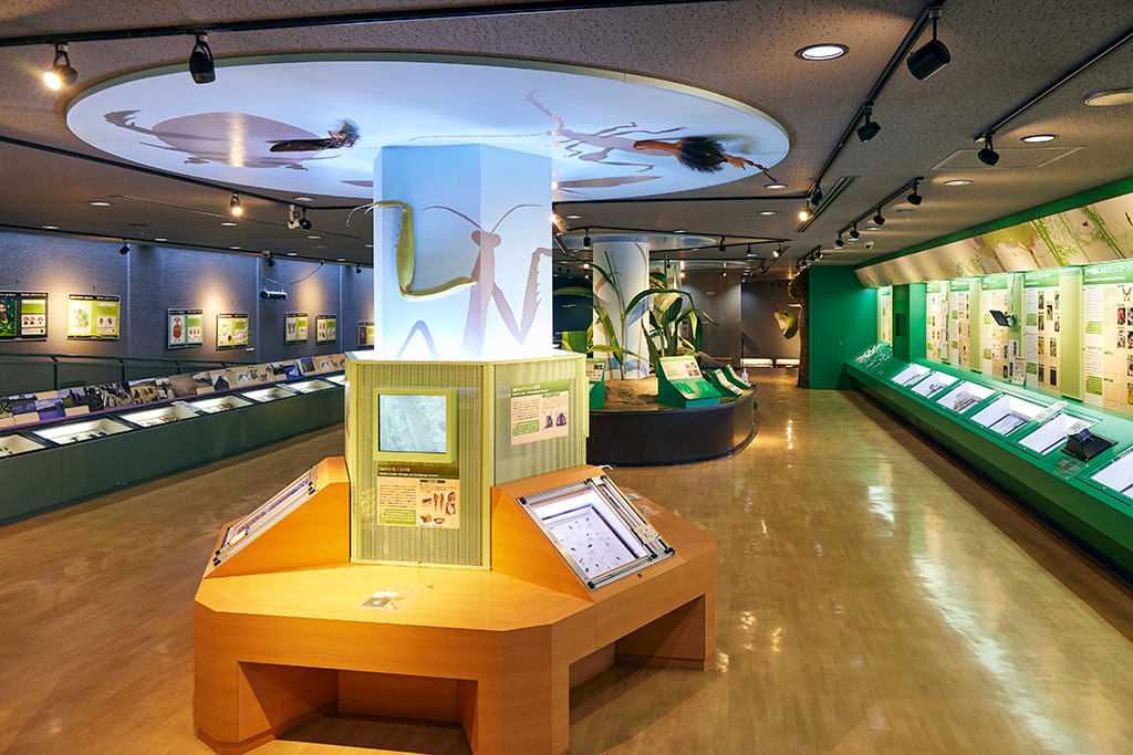 世界中から集めた昆虫標本/橿原市昆虫館（奈良県/橿原市）