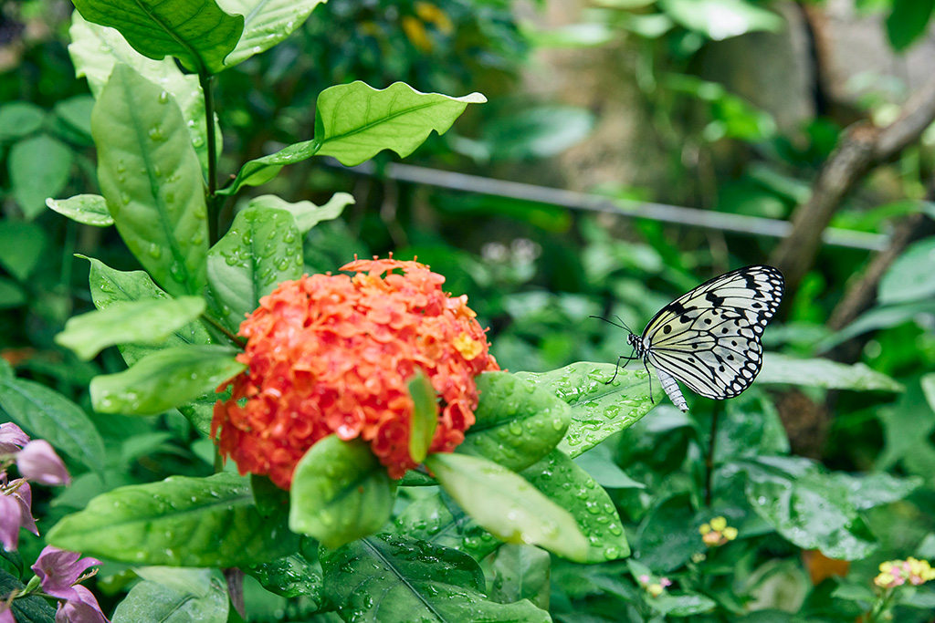 オオゴマダラ/橿原市昆虫館（奈良県/橿原市）