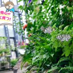 橿原市昆虫館（奈良県）で身近な昆虫やユニークな生きものを観察しよう