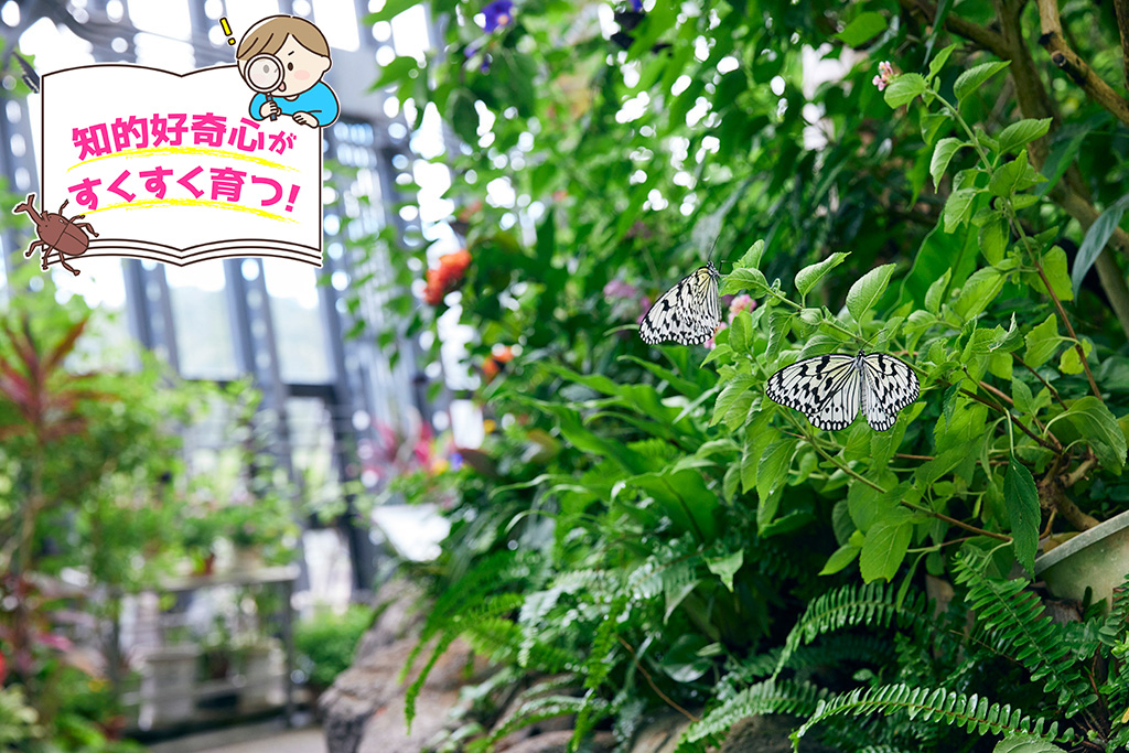 橿原市昆虫館（奈良県/橿原市）