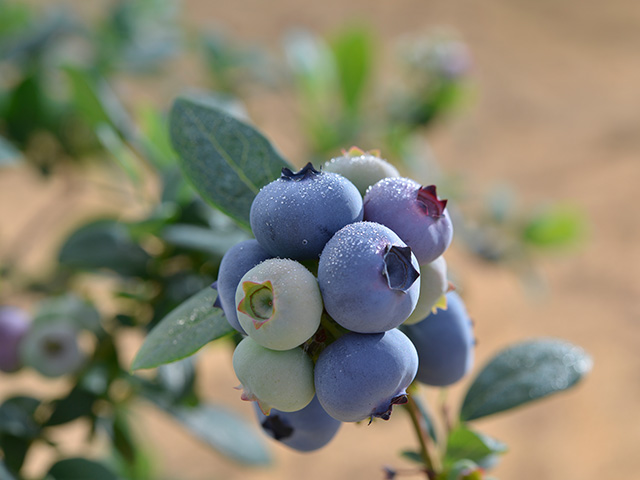 つくばブルーベリー ゆうファーム