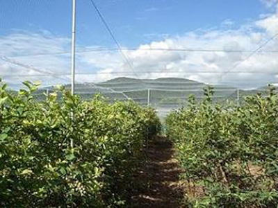 鈴木ブルーベリー園