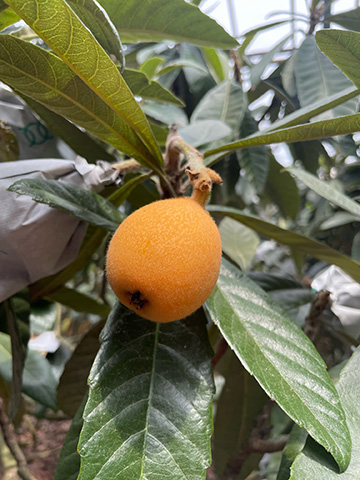 ほづみ・びわランド