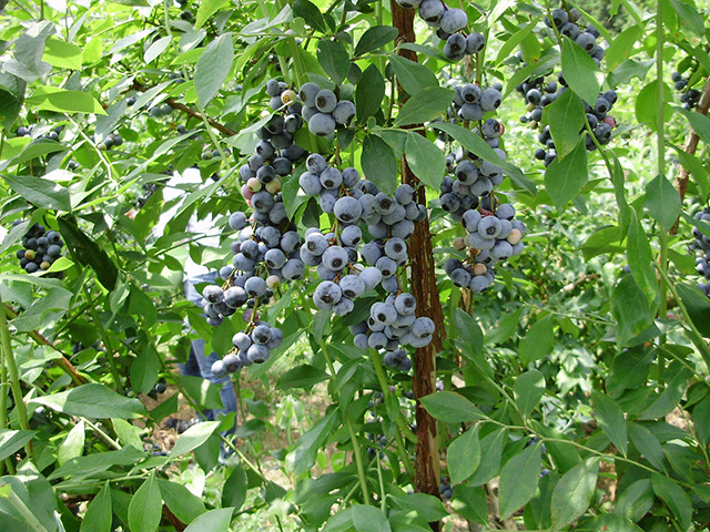フルーツ街道 夢農場