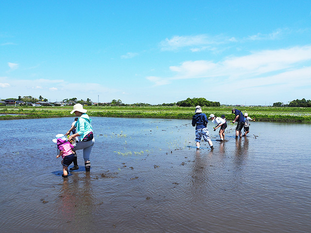 田植え体験の様子/まなびファーム（千葉県/九十九里町）
