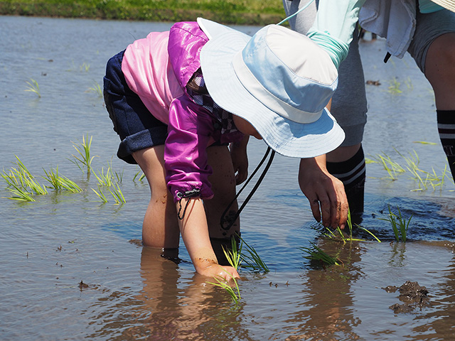 田植え体験の様子/まなびファーム（千葉県/九十九里町）
