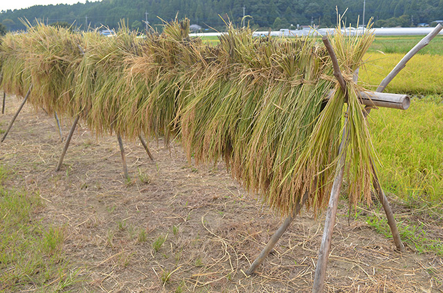 まなびファーム（千葉県/九十九里町）