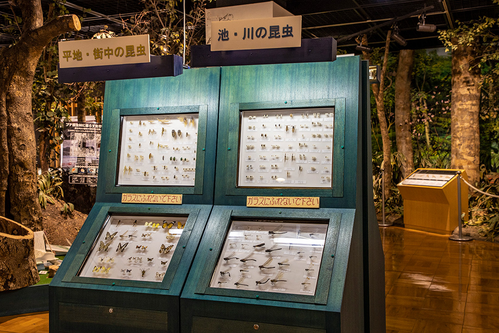 昆虫の標本/きしわだ自然資料館（大阪府/岸和田市）