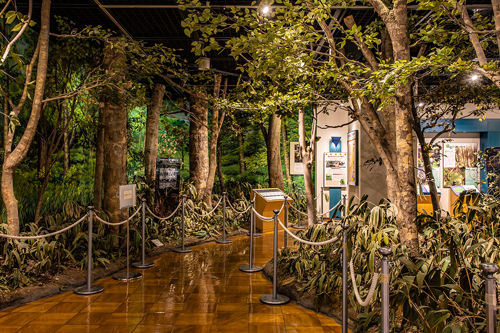 「和泉葛城山ブナ林」を再現した展示/きしわだ自然資料館（大阪府/岸和田市）