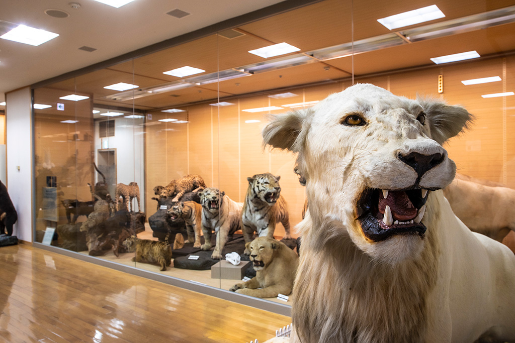 野生動物の剥製標本/きしわだ自然資料館（大阪府/岸和田市）
