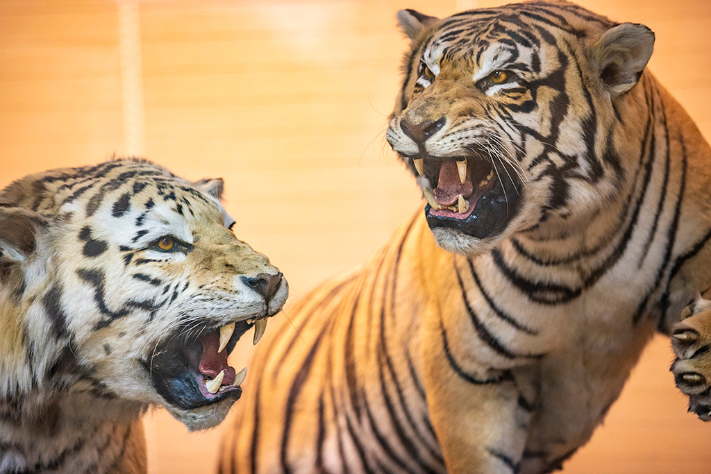 剥製標本/きしわだ自然資料館（大阪府/岸和田市）