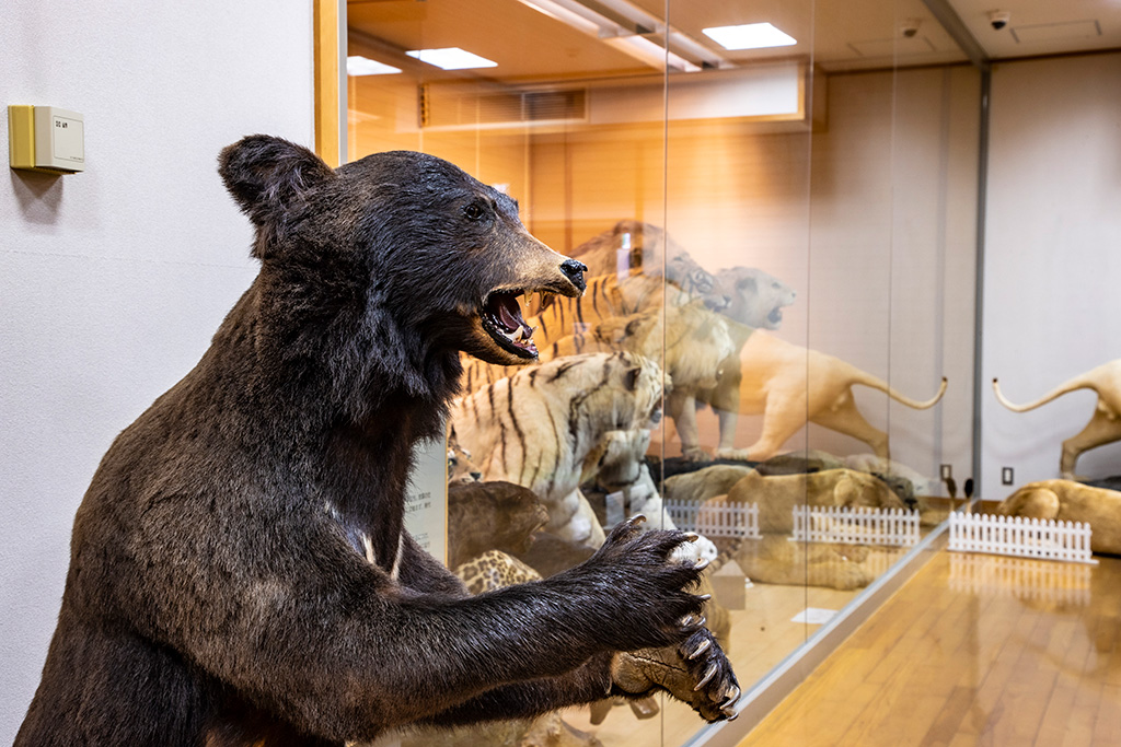 剥製標本/きしわだ自然資料館（大阪府/岸和田市）