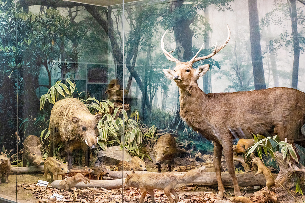 動物たちが暮らしていた環境を再現した展示/きしわだ自然資料館（大阪府/岸和田市）