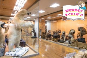 きしわだ自然資料館（大阪府）の自然への興味を深める体験学習が人気！