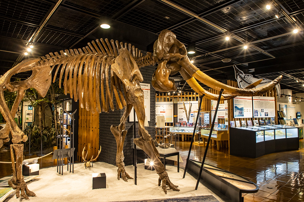 ナウマンゾウの実物大骨格標本/きしわだ自然資料館（大阪府/岸和田市）