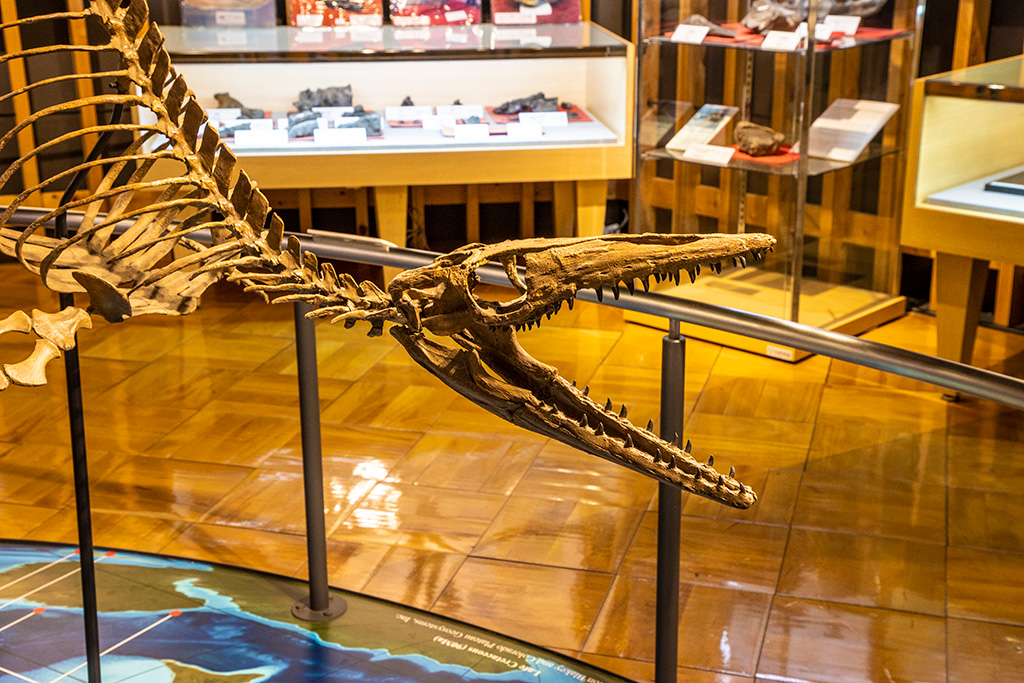 モササウルス骨格標本/きしわだ自然資料館（大阪府/岸和田市）