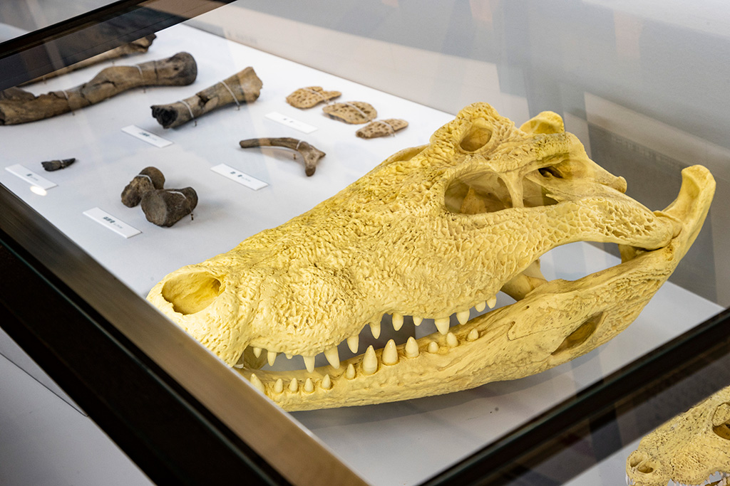 キシワダワニの化石/きしわだ自然資料館（大阪府/岸和田市）