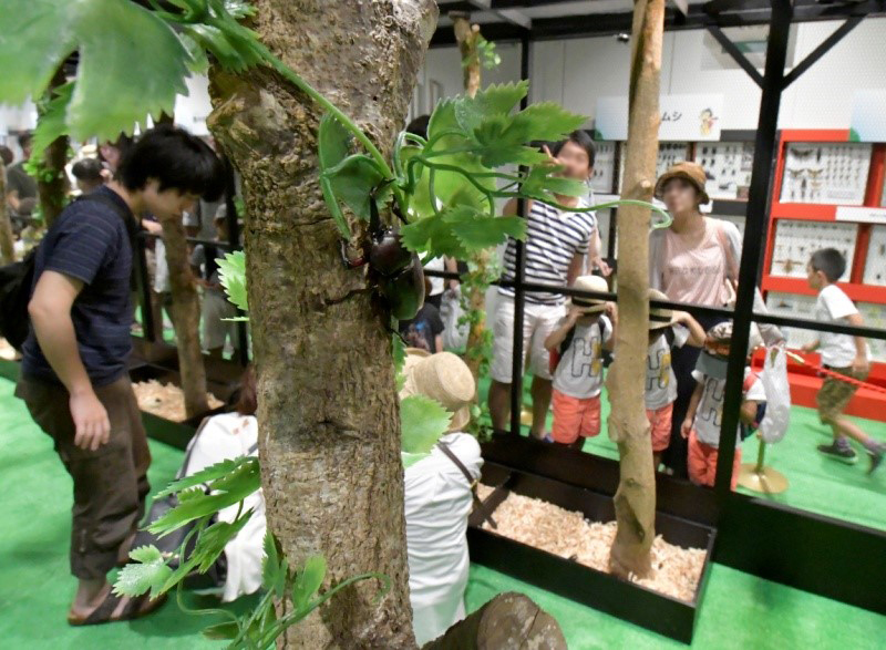 大昆虫展 in 東京スカイツリータウン(R)～夏休みの大研究！わくわく昆虫ラボ～（東京都/墨田区）