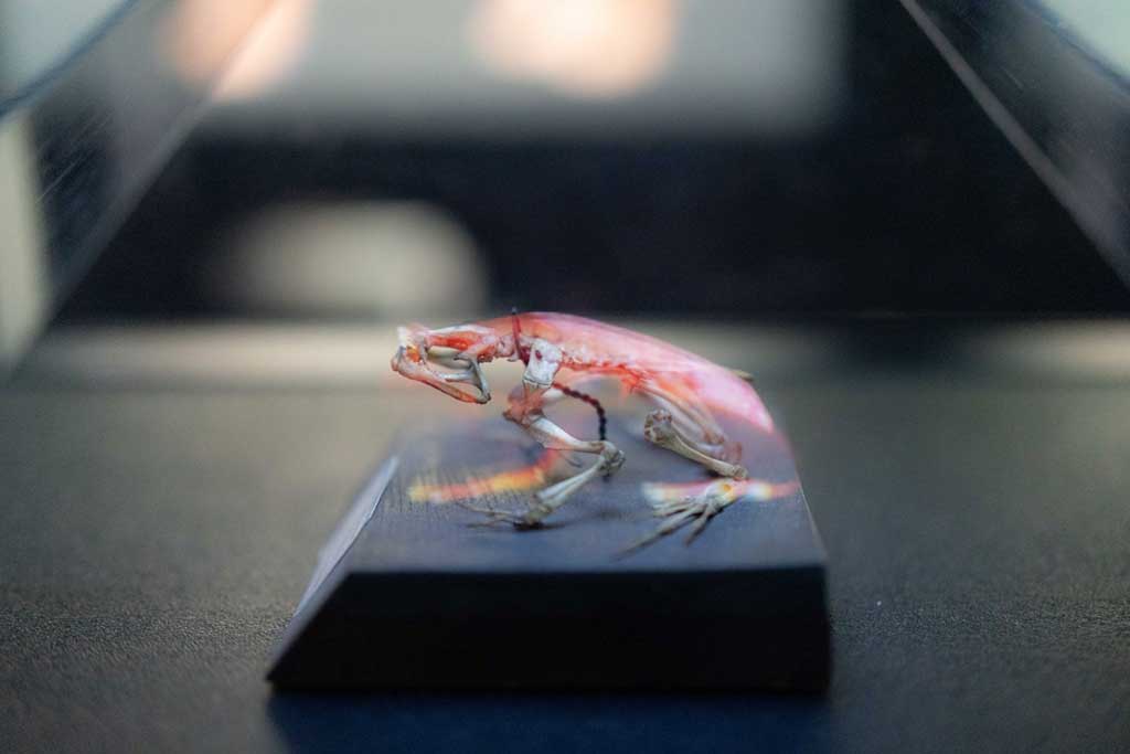 スケスケ展 in TOKYO/東京ドームシティ｢Gallery AaMo（ギャラリー アーモ）」