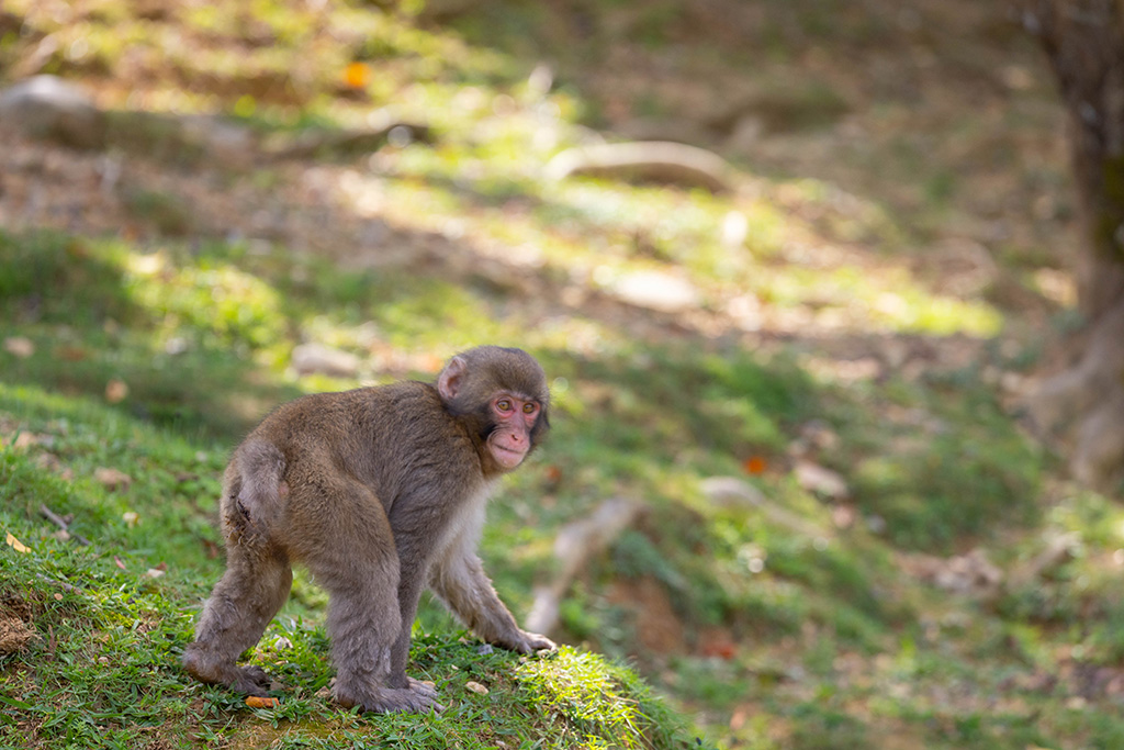 ニホンザル/嵐山モンキーパーク（京都府/京都市）