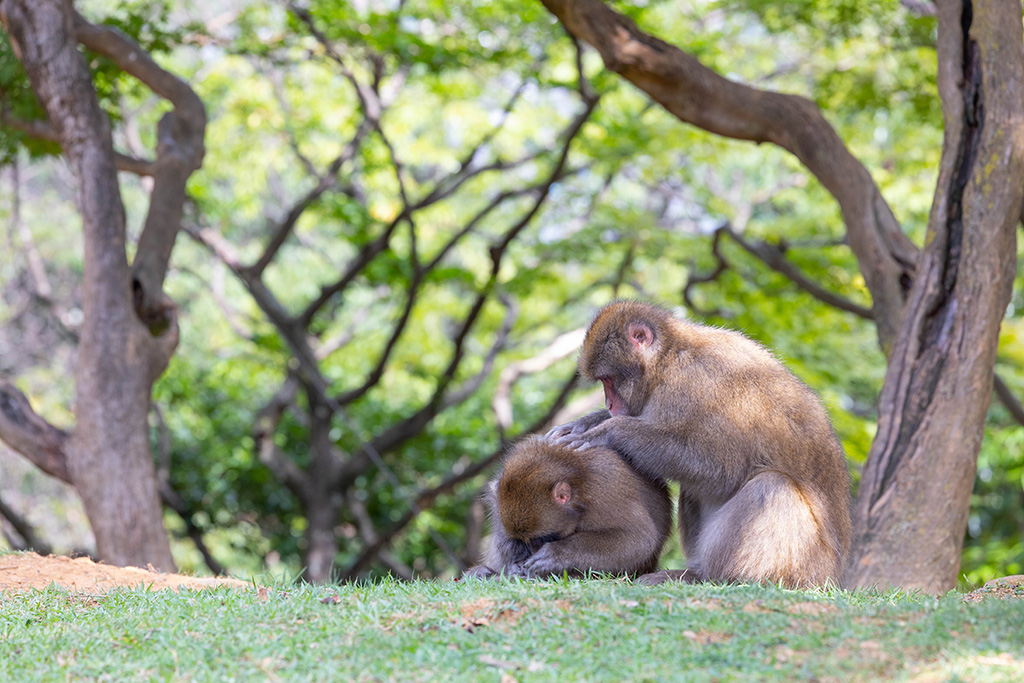 毛づくろいするサル/嵐山モンキーパーク（京都府/京都市）