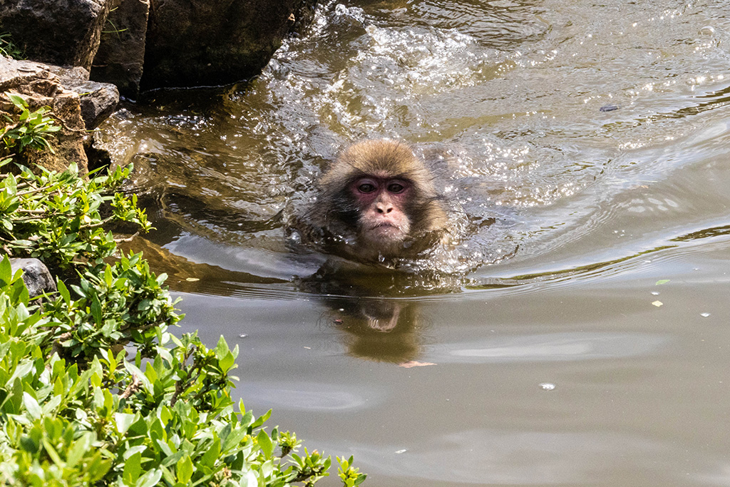 泳ぐサル/嵐山モンキーパーク（京都府/京都市）