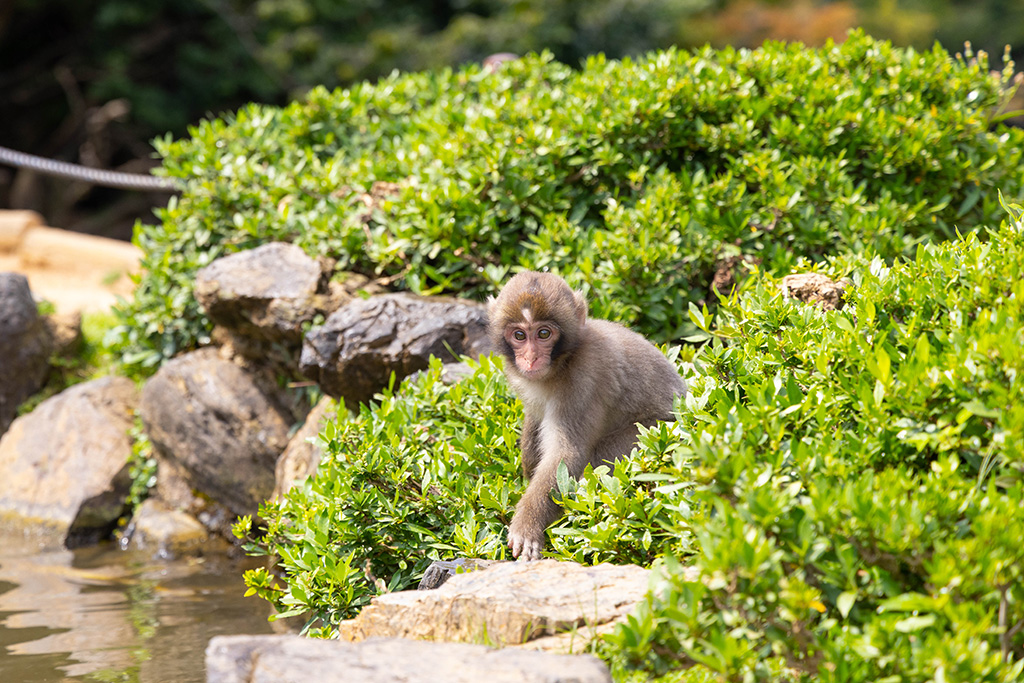 かわいい子どものサル/嵐山モンキーパーク（京都府/京都市）