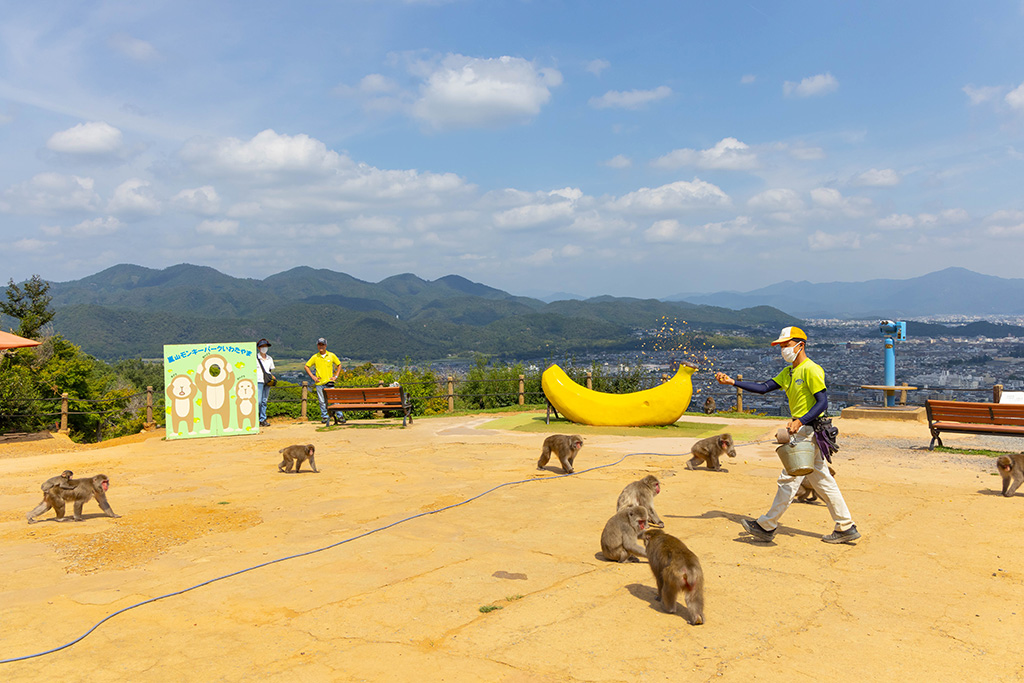 山頂の広場/嵐山モンキーパーク（京都府/京都市）