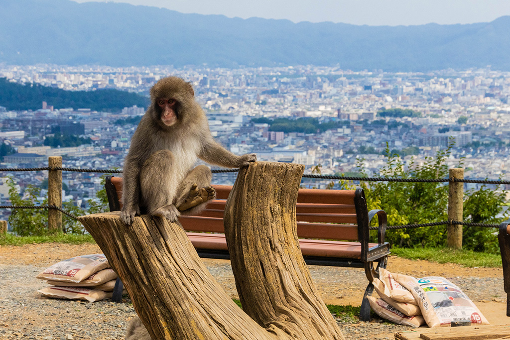 /嵐山モンキーパーク（京都府/京都市）